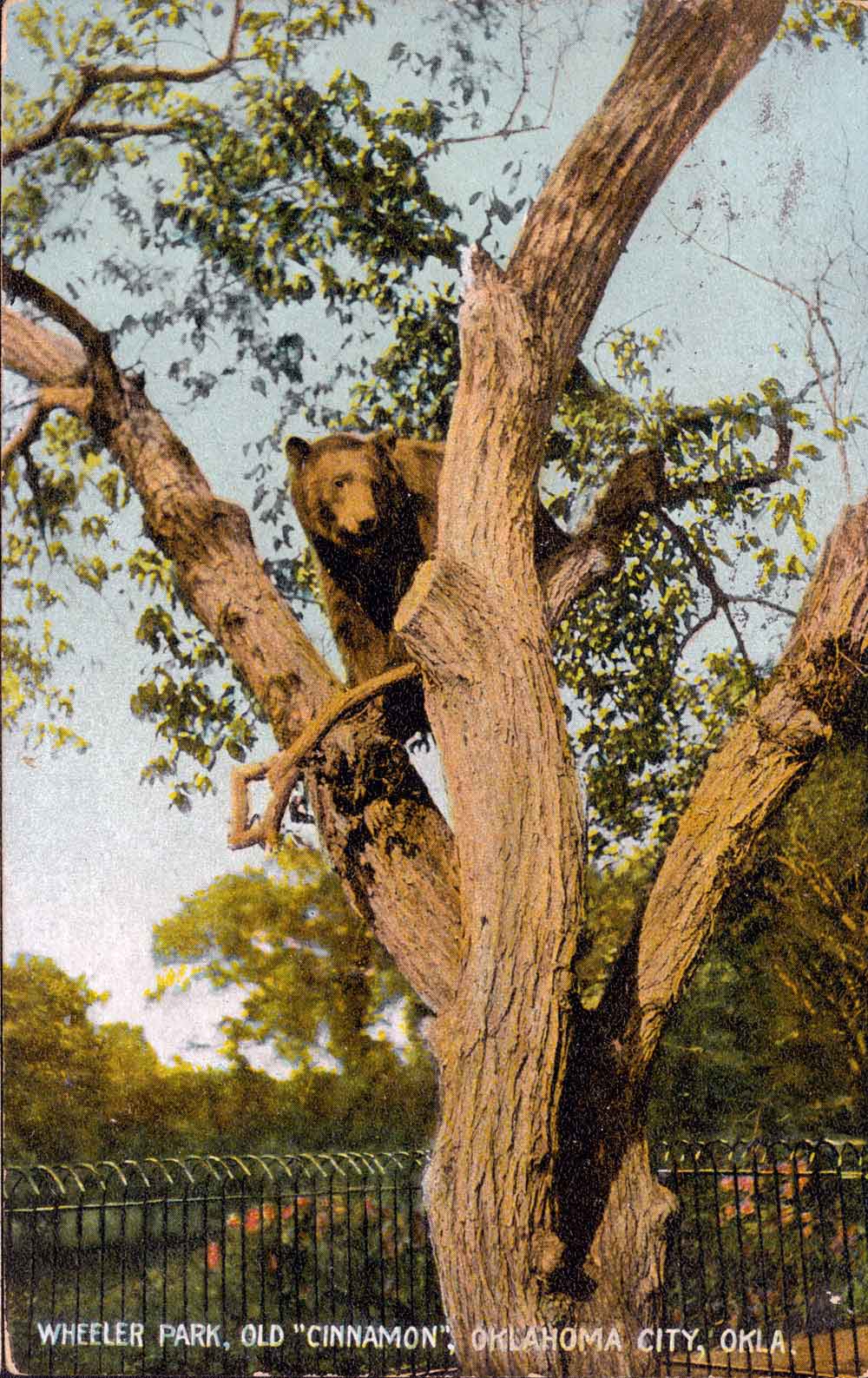 (RACp.2010.14.42) - Old Cinnamon, Wheeler Park Zoo, postmarked 15 Oct 1908